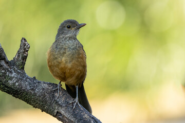 The young Rufous-bellied Thrush also know as Sabia-laranjeira perched on a branch. It is the symbol bird of Brazil. Birdwatching. Bird lover. Birding. Species Turdus rufiventris
