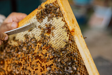 Selective focus man hands using special equipment removinh honey from frame fool of bees. Working...