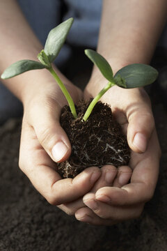 Child Planting Cucumber Seedling