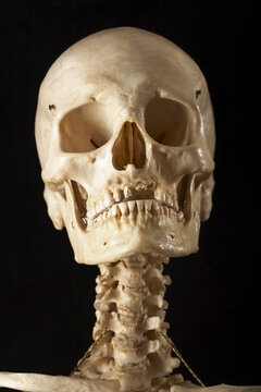 Skeleton