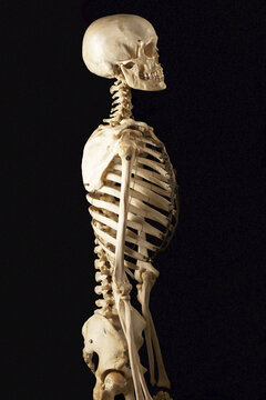 Lateral View of Skeleton