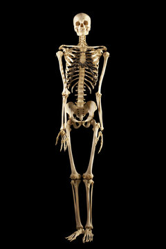 Skeleton