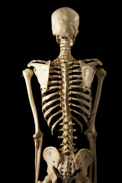 Posterior View of Skeleton