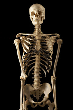 Human Skeleton