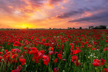 Obraz premium Beautiful summer sunset over poppy field