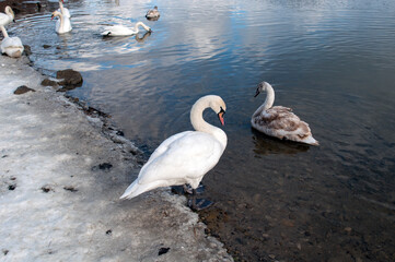 White swans stand in the water. Reflections of the golden sun in a blue pond.
