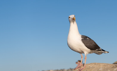 Great black-backed gull bird standing on rock sky background, copy space