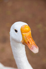 Closeup of Chinese white goose head