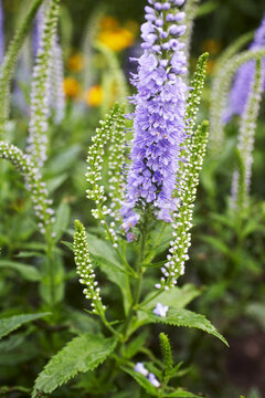 Close-up of Flowers, Royal Botanical Gardens, Ontario, Canada