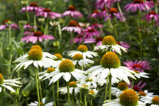 Close-up of Flowers, Royal Botanical Gardens, Ontario, Canada