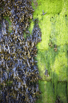 Seaweed