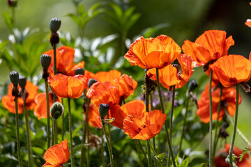 a bouquet of blooming poppy flowers in the garden. Water droplets on the orange leafs. Blurred green background