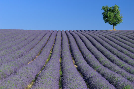 Tree Amongst Rows of Lavender, Vaucluse, Provence Alpes cote d'Azur, France