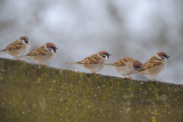 Five Sparrows