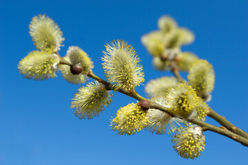 Close-up of Willow Catkins