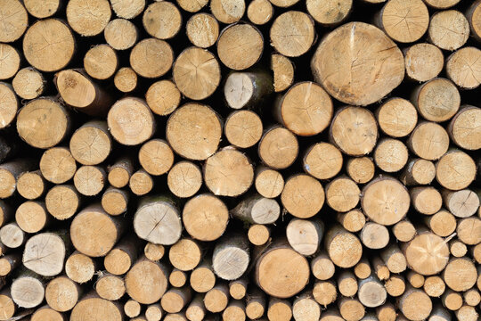 Close-up of Stacked Firewood Logs