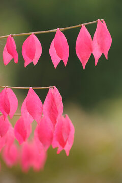 Autumn Leaves of a Spindle Tree