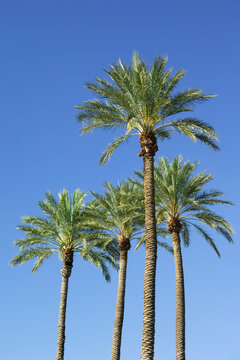 Palm Trees in Las Vegas, Nevada, USA
