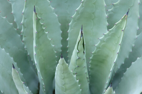 Close-up of Agave Plant