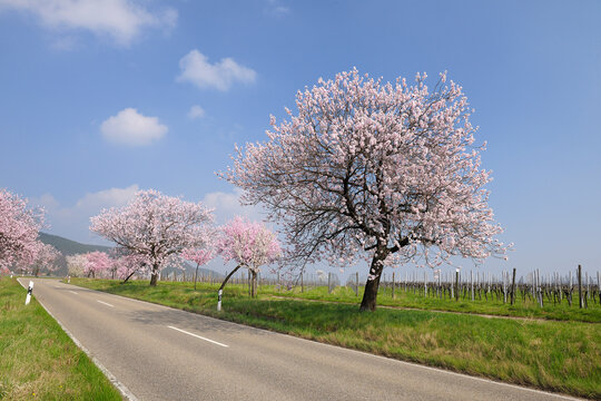 Almond Trees Along Road, Gimmeldingen, Rhineland-Palatinate, Germany