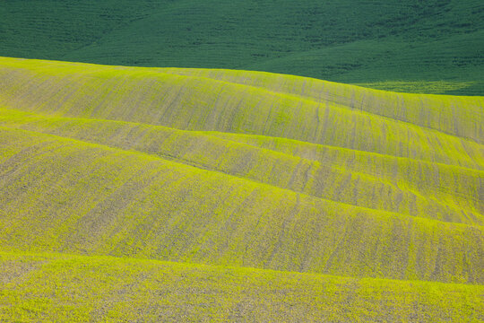 Corn Field, Monteroni d'Arbia, Crete Senesi, Siena Province, Tuscany, Italy