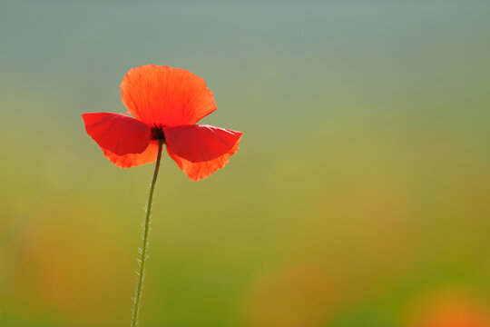 Poppy, Castiglione d'Orcia, Siena Province, Val d'Orcia, Tuscany, Italy