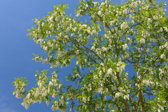 Black Locust Tree, Tuscany, Italy