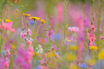 Meadow, Franconia, Bavaria, Germany