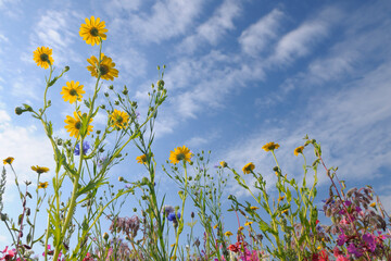 Meadow, Franconia, Bavaria, Germany