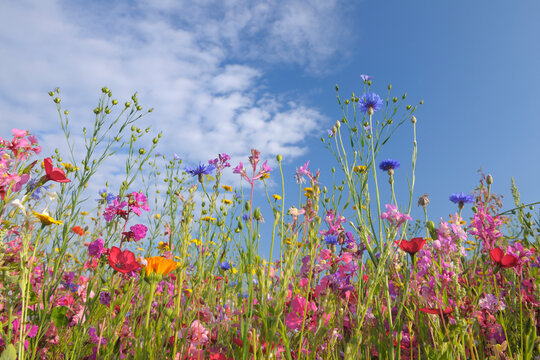 Meadow, Franconia, Bavaria, Germany