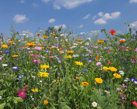 Meadow, Franconia, Bavaria, Germany