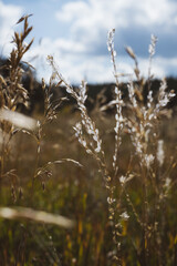 Fototapeta premium Shinning grasses blowing in the wind - late summer and autumn vibes