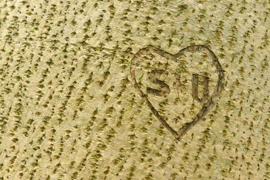 Heart and Initials Carved into Tree Trunk