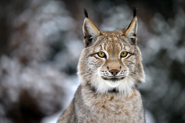 A lynx at the edge of the forest inspects the newly fallen snow.