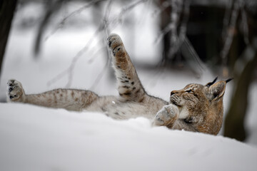 A lynx at the edge of the forest inspects the newly fallen snow.