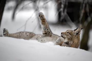Fotobehang A lynx at the edge of the forest inspects the newly fallen snow. © Martin