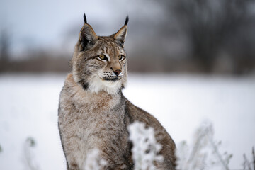 Obraz premium A lynx at the edge of the forest inspects the newly fallen snow.