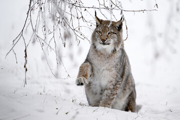 A lynx at the edge of the forest inspects the newly fallen snow.