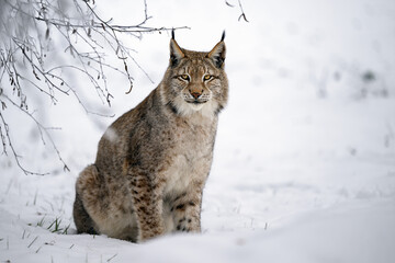 A lynx at the edge of the forest inspects the newly fallen snow. © Martin