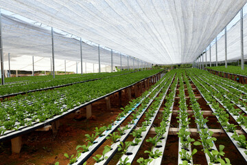 Rocket salad plantation by hydroponics system on countryside of Brazil