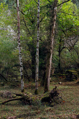 Trees in the forest