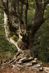 Trees in the forest