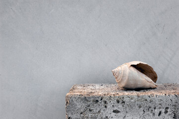 Ocean Elements still life photography. Seashells photographed in natural light on stone. 
