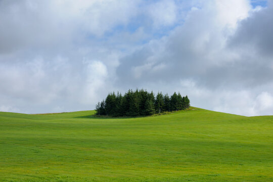 Conifer Trees in Field, South Iceland, Iceland