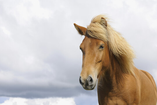 Portrait of Icelandic Horse, Vik, South Iceland, Iceland
