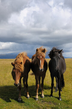 Icelandic Horses, Vik, South Iceland, Iceland