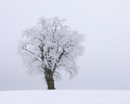 Snow Covered Beech Tree, Mathesberg, Rhon Mountains, Hesse, Germany