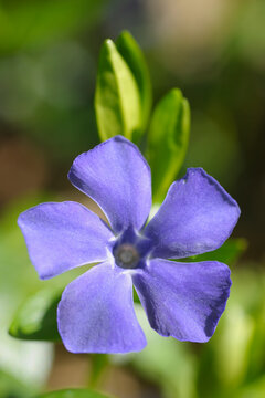 Common Periwinkle, Aschaffenburg, Franconia, Bavaria, Germany