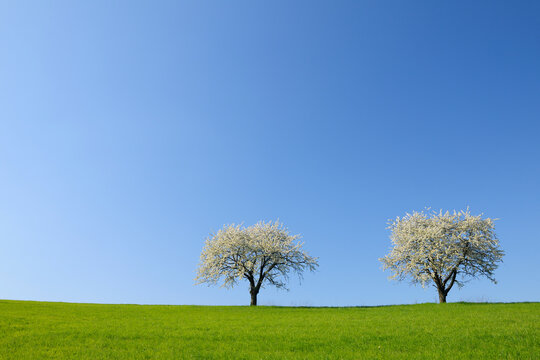 Cherry Trees, Odenwald, Hesse, Germany
