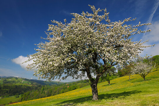 Apple Tree in Bloom, Mostviertel, Lower Austria, Austria